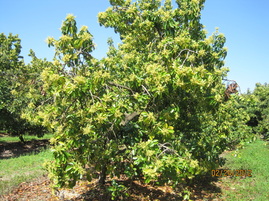 Beta Avocado tree