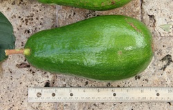 El Pipe Avocado fruit