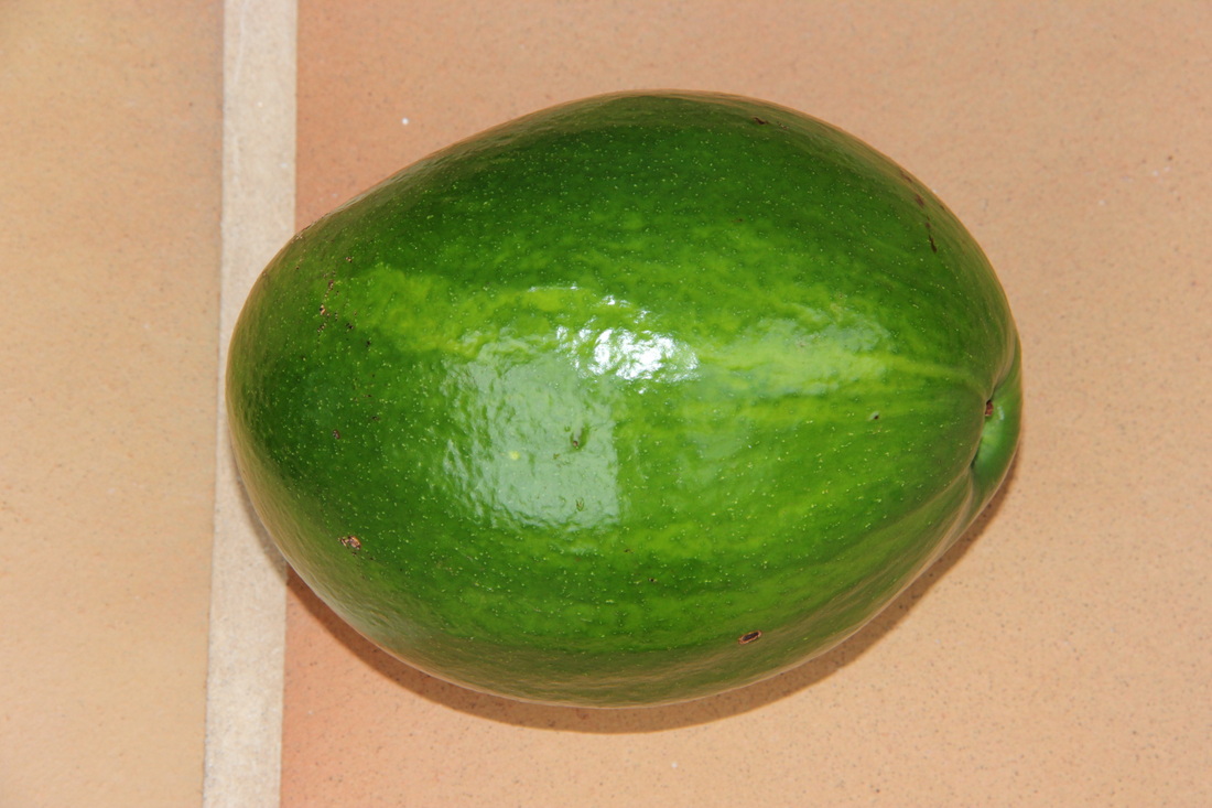 Miguel avocado fruit