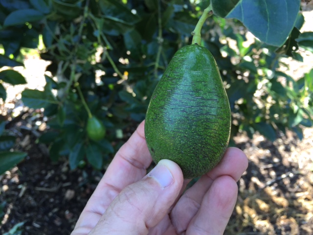 small starter as pictured Avocado Tree Poncho Cold Hardy Variety 