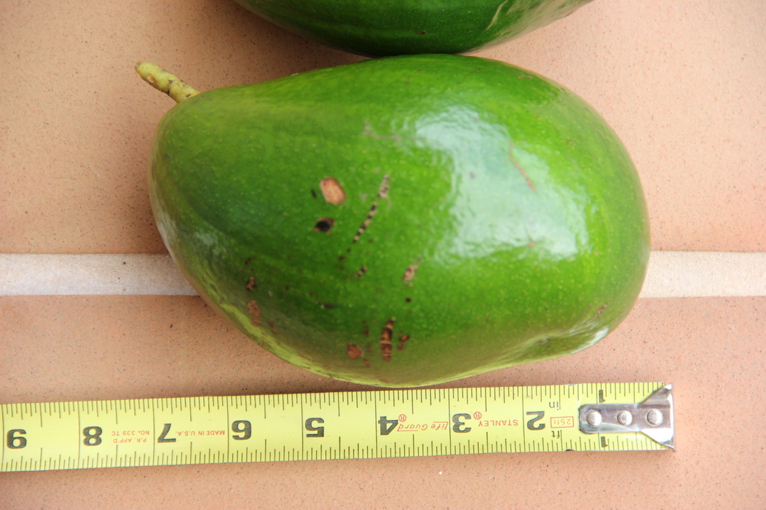 Miguel avocado fruit