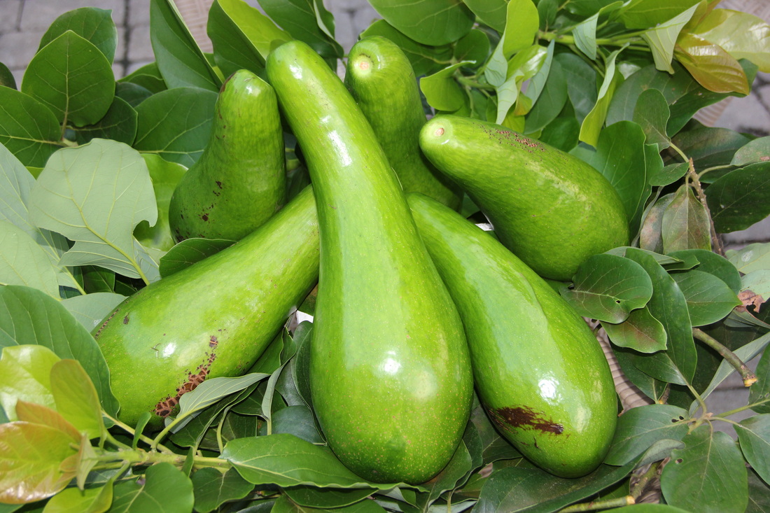 Russell Avocado fruit