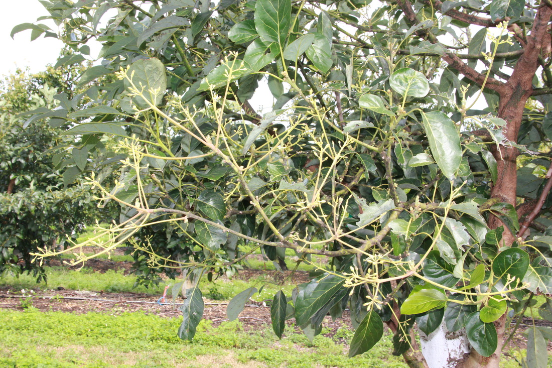 sharwil avocado tree height